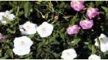 Field Bindweed